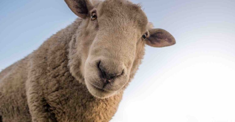 mouton a la ferme pédagogique