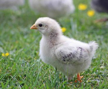 chick in an educational farm in Ile de France