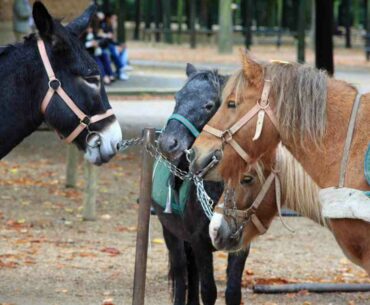 or pony riding in Paris